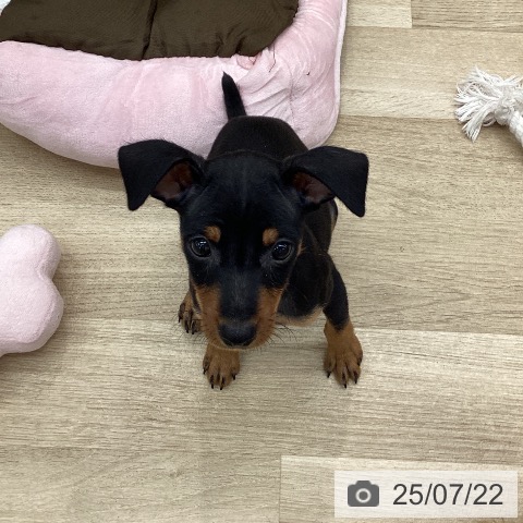 ミニチュア・ピンシャーの写真
