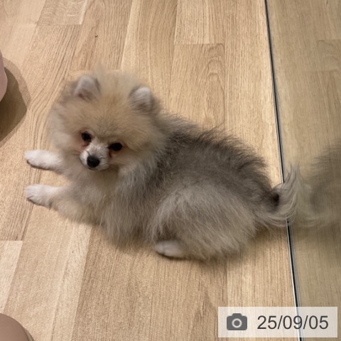 ポメラニアンの写真