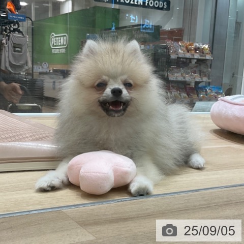 ポメラニアンの写真