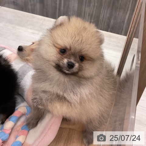 ポメラニアンの写真