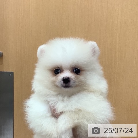 ポメラニアンの写真