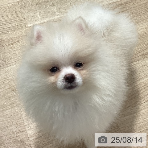 ポメラニアンの写真
