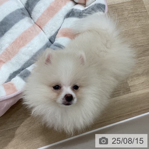 ポメラニアンの写真