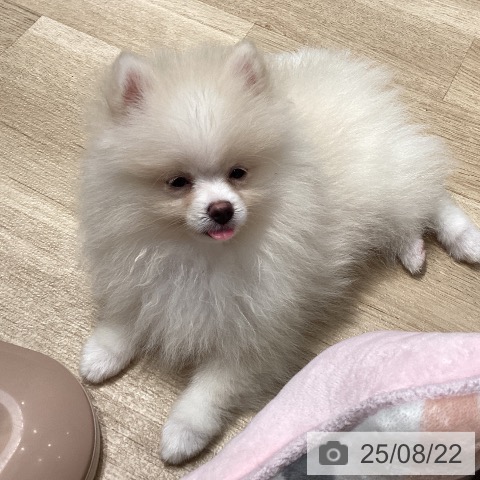 ポメラニアンの写真