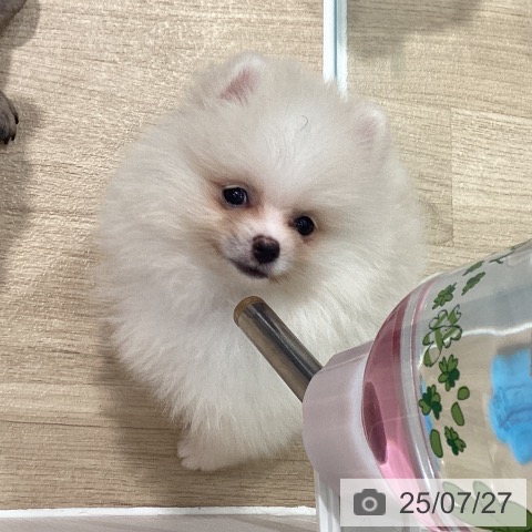 ポメラニアンの写真