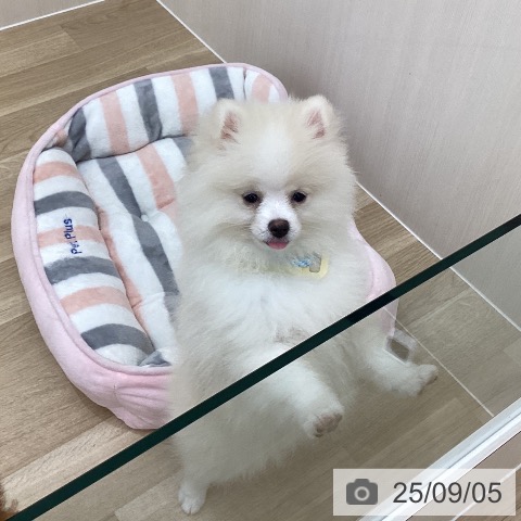 ポメラニアンの写真