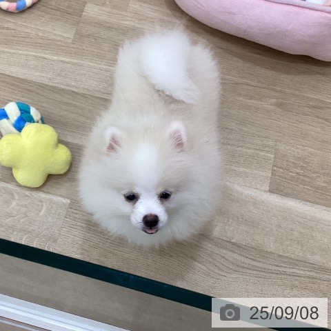 ポメラニアンの写真