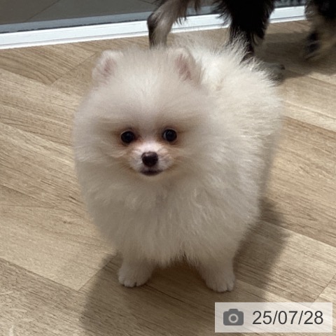 ポメラニアンの写真
