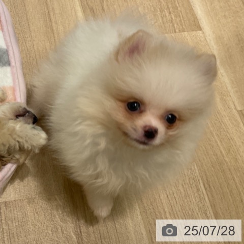 ポメラニアンの写真