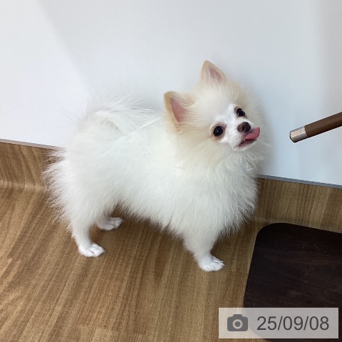 ポメラニアンの写真
