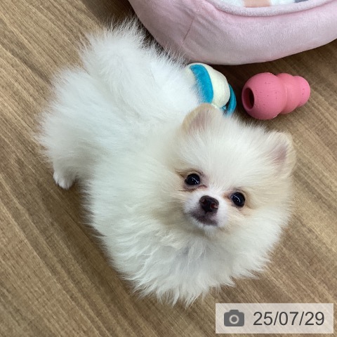 ポメラニアンの写真