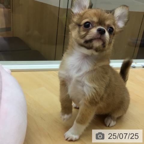 チワワの写真
