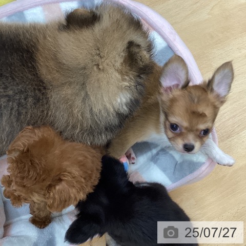 チワワの写真