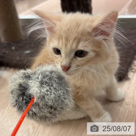 ノルウェージャンフォレストキャットの写真