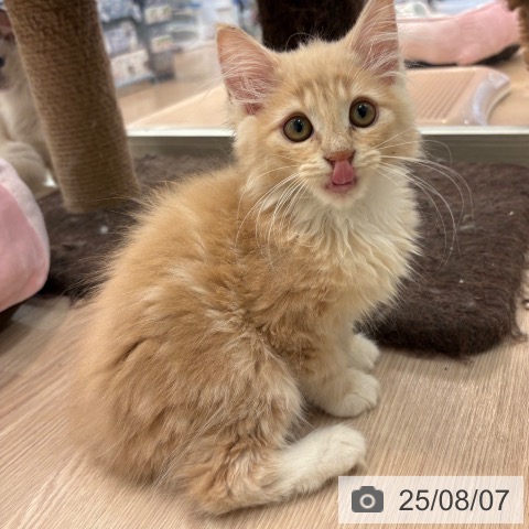 ノルウェージャンフォレストキャットの写真