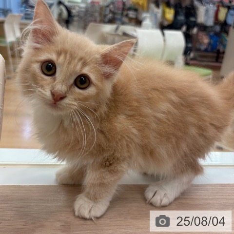 ノルウェージャンフォレストキャットの写真
