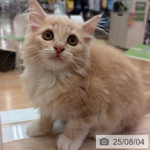 ノルウェージャンフォレストキャットの写真