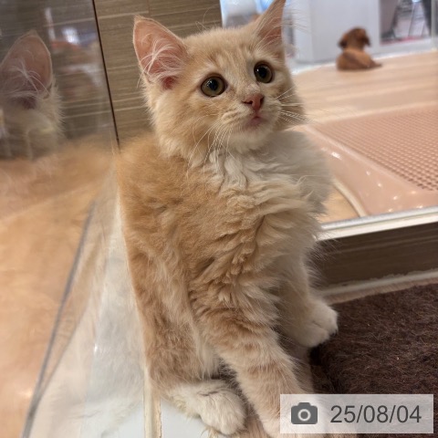 ノルウェージャンフォレストキャットの写真