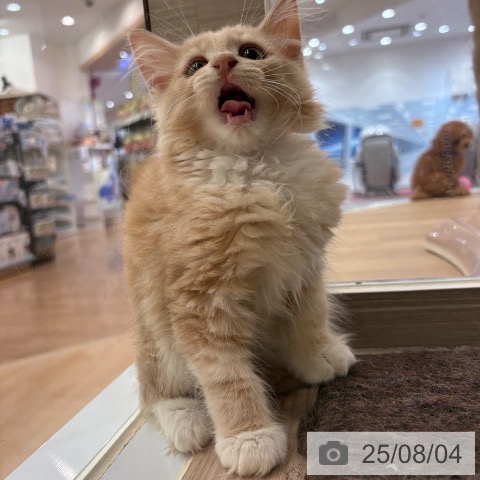 ノルウェージャンフォレストキャットの写真
