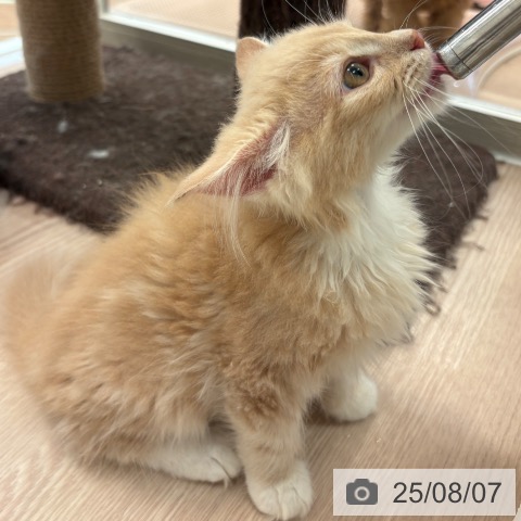 ノルウェージャンフォレストキャットの写真