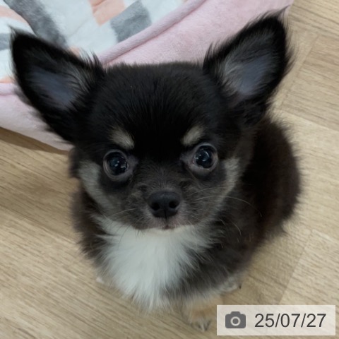 チワワの写真