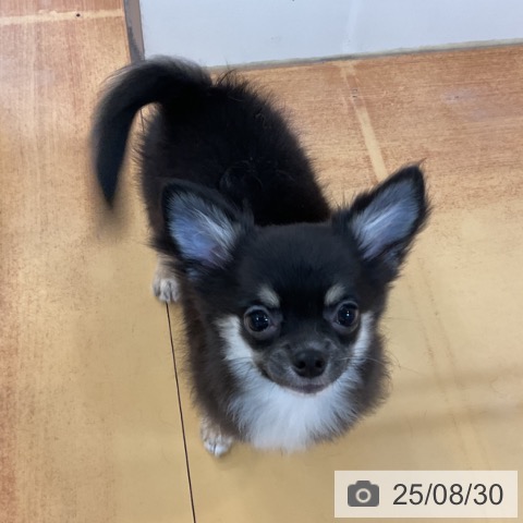 チワワの写真
