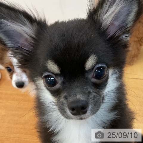 チワワの写真