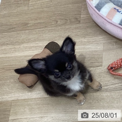 チワワの写真