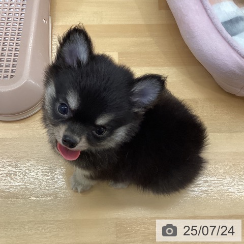 チワワの写真