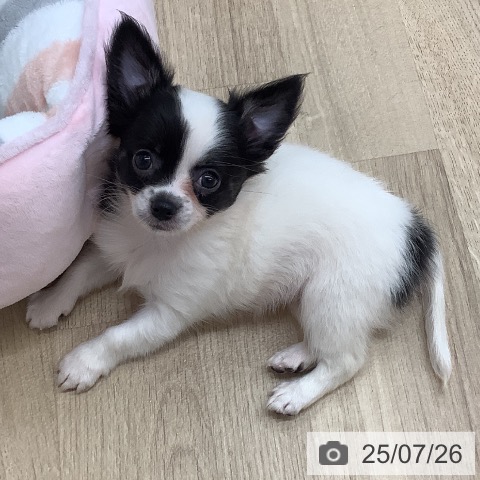 チワワの写真