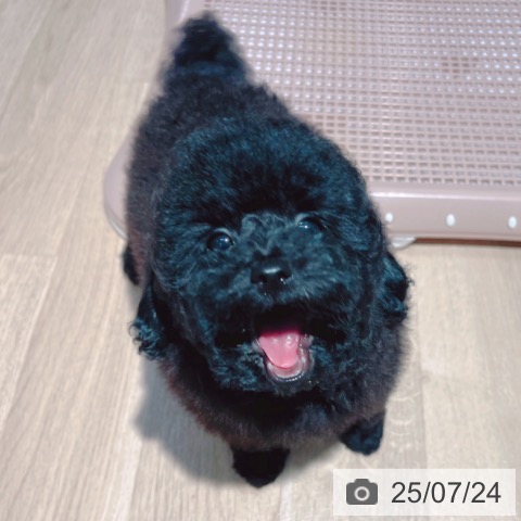 トイ・プードルの写真