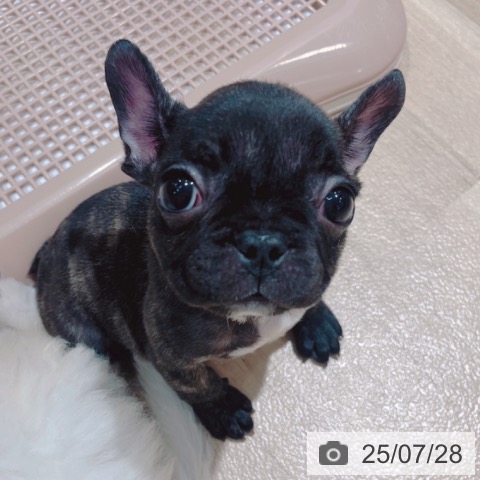 フレンチ・ブルドッグの写真