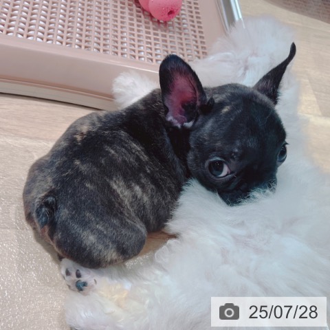 フレンチ・ブルドッグの写真