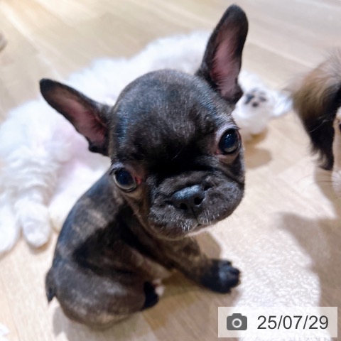 フレンチ・ブルドッグの写真