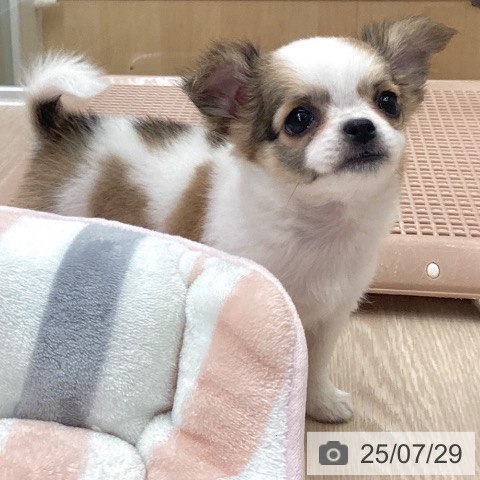 チワワの写真