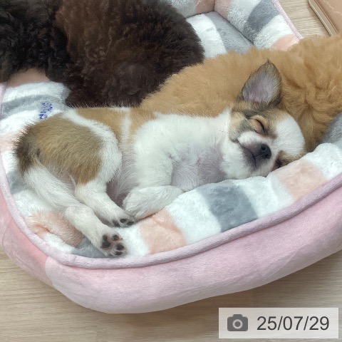 チワワの写真