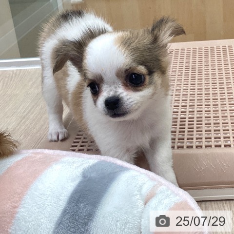 チワワの写真