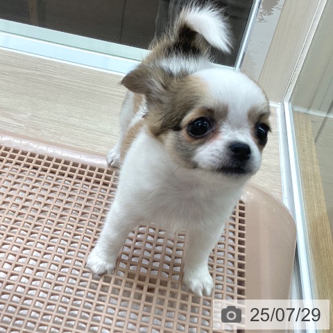 チワワの写真