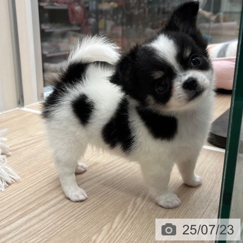 チワワの写真
