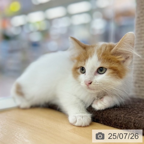 ノルウェージャンフォレストキャットの写真