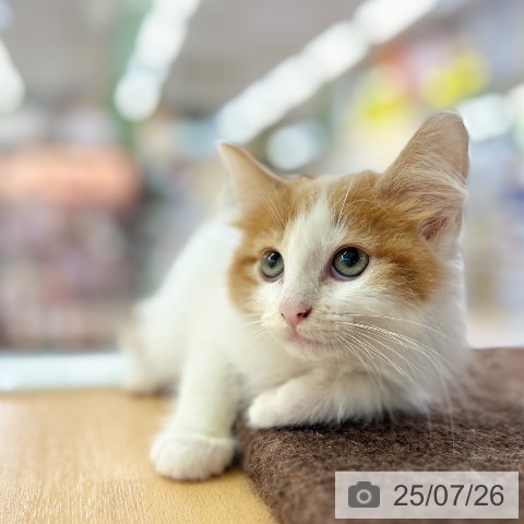 ノルウェージャンフォレストキャットの写真