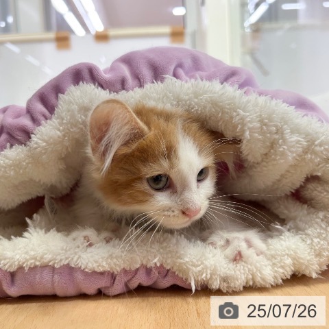 ノルウェージャンフォレストキャットの写真