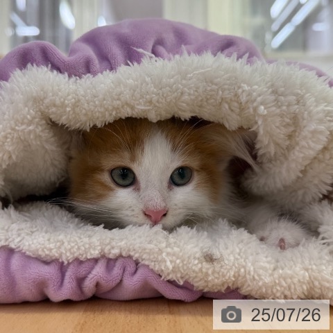 ノルウェージャンフォレストキャットの写真