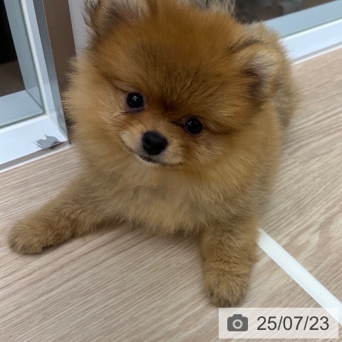 ポメラニアンの写真