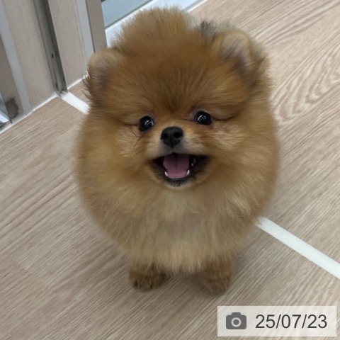 ポメラニアンの写真