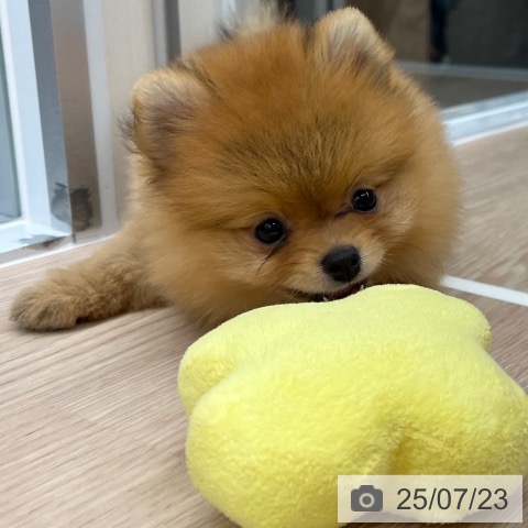 ポメラニアンの写真