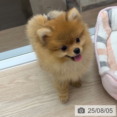 ポメラニアンの写真
