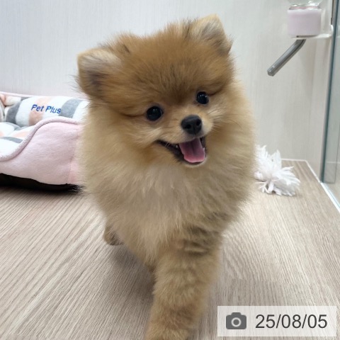 ポメラニアンの写真