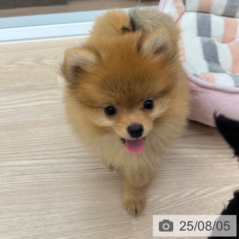 ポメラニアンの写真
