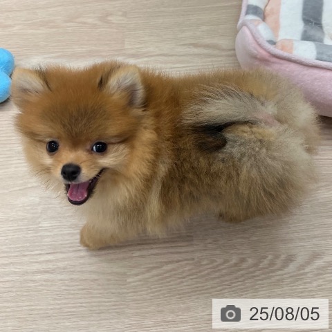 ポメラニアンの写真